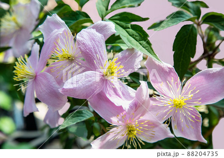 クレマチス・モンタナの風景です。ピンクの色合いが上品です。背景にどうぞ。 88204735