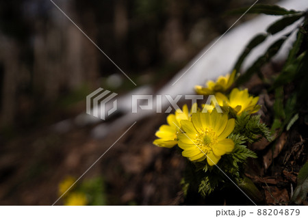 春の光を浴びるフクジュソウの広角レンズによる接写 88204879