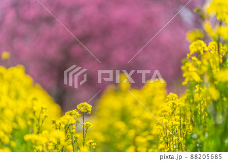 古河桃まつり　桃と菜の花 88205685