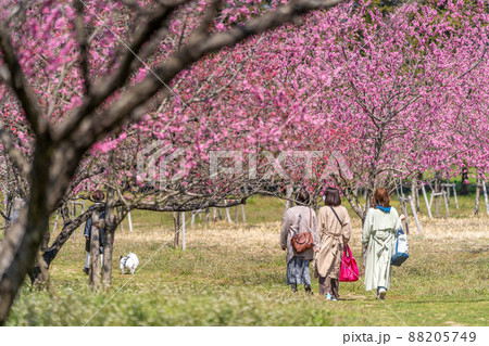 古河桃まつり　散歩 88205749