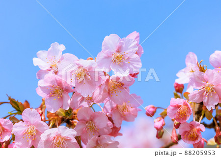 満開の河津桜 満開の河津桜 88205953