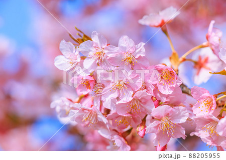 満開の河津桜 88205955
