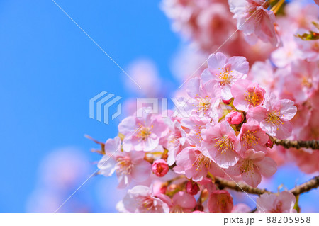 満開の河津桜 満開の河津桜 88205958