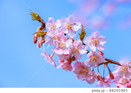 満開の河津桜 88205965