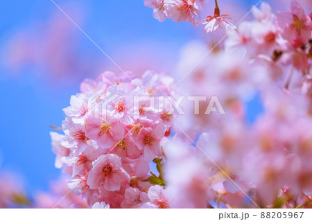 満開の河津桜 88205967