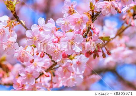 満開の河津桜 88205971
