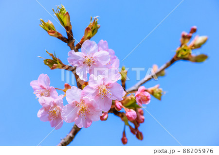 満開の河津桜 88205976