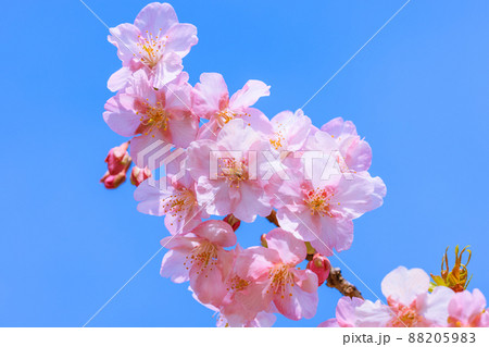 満開の河津桜 満開の河津桜 88205983