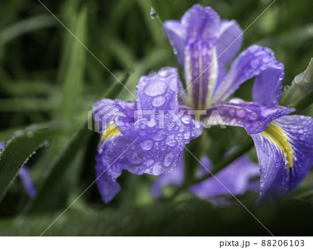 オクラレルカの雨だれ オクラレルカの雨だれ 88206103