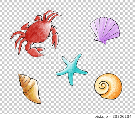 Handdrawn Set Of Seashells And Starfish Stock Illustration - Download Image  Now - Seashell, Crustacean, Flat Design - iStock