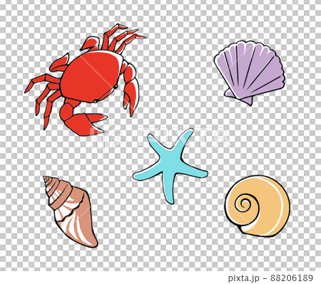 流行和可愛的海邊生物(螃蟹、海星、貝類)的插圖集 流行和可愛的海邊生物(螃蟹、海星、貝類)的插圖集 88206189