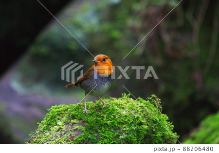 Japanese Robin has a bright orange face and chest, and a bright fuchsia tail. Japanese Robin has a bright orange face and chest, and a bright fuchsia tail. 88206480