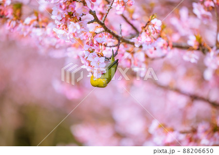 満開の河津桜とメジロ 満開の河津桜とメジロ 88206650