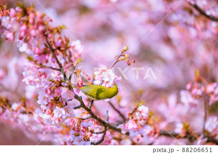 満開の河津桜とメジロ 88206651