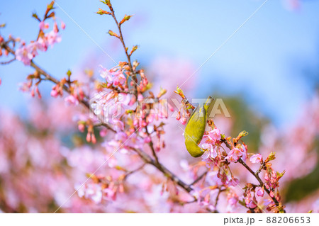 満開の河津桜とメジロ 満開の河津桜とメジロ 88206653