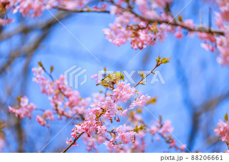 満開の河津桜とメジロ 88206661