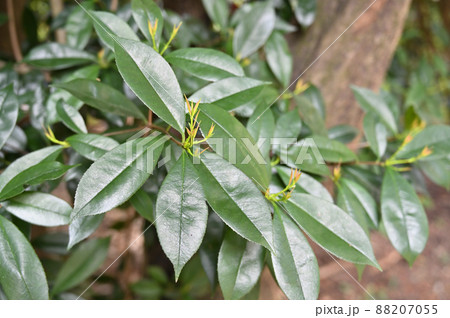 樹木：カナメモチ　バラ科 88207055