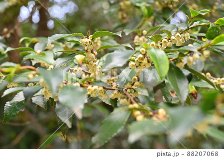 樹木：ナワシログミ　グミ科 88207068