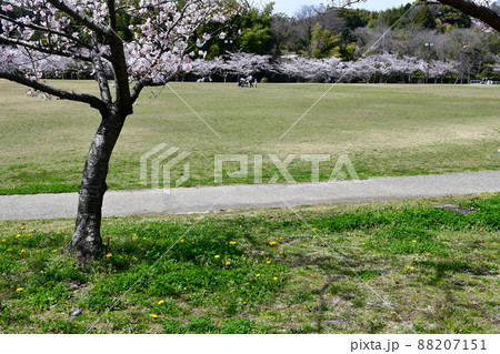 春の旭公園　満開のさくら祭り 88207151