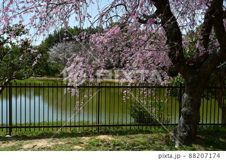 春の旭公園　満開のさくら祭り 88207174