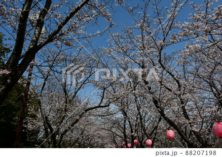 春の旭公園　満開のさくら祭り 88207198