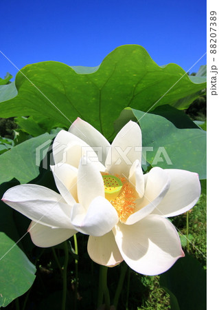 青い空 緑の葉 白い花のコントラストが美しい 青い空 緑の葉 白い花のコントラストが美しい 88207389