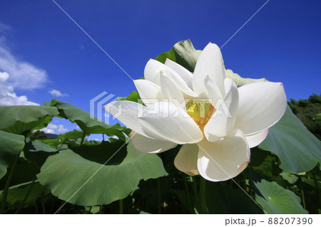 青い空 緑の葉 白い花のコントラストが美しい 青い空 緑の葉 白い花のコントラストが美しい 88207390