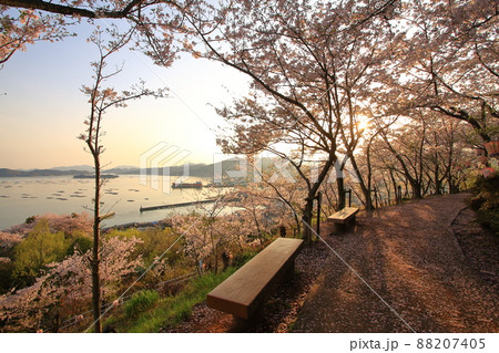 桜咲く正福寺山公園からの眺望 桜咲く正福寺山公園からの眺望 88207405