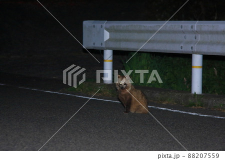 動物の飛び出し注意  狸 88207559
