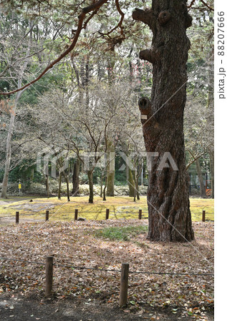 駒場公園:旧前田家本邸 前田侯爵邸 芝生広場 散策路 駒場公園:旧前田家本邸 前田侯爵邸 芝生広場 散策路 88207666