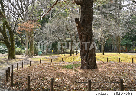 駒場公園:旧前田家本邸 前田侯爵邸 芝生広場 散策路 駒場公園:旧前田家本邸 前田侯爵邸 芝生広場 散策路 88207668