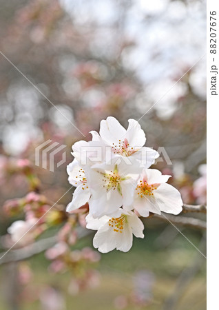 樹木:ヤマザクラ バラ科 駒場公園 樹木:ヤマザクラ バラ科 駒場公園 88207676