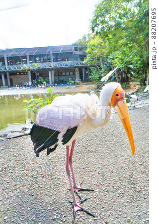 羽ばたきそうなインドトキコウ 88207695