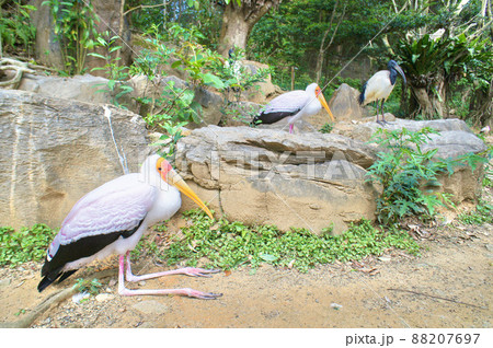 インドトキコウたちのひと休み インドトキコウたちのひと休み 88207697