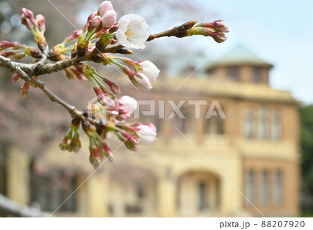 駒場公園：山桜開花　旧前田家本邸　洋館 88207920