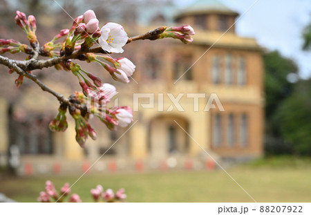 駒場公園：山桜開花　旧前田家本邸　洋館 88207922