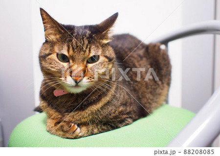 椅子の上に乗って正面を見る猫 椅子の上に乗って正面を見る猫 88208085