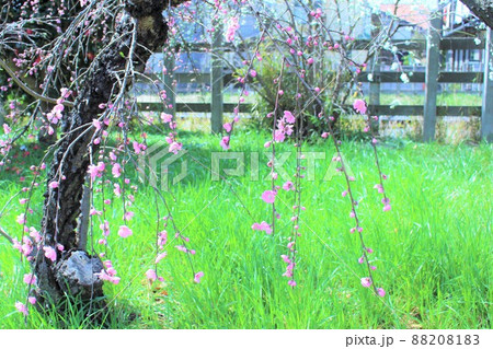 線路わきに咲く枝垂れ桜 線路わきに咲く枝垂れ桜 88208183