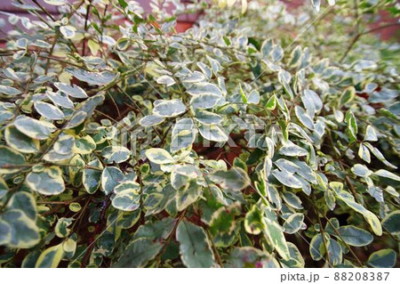 シルバープリペット シルバープリペット 88208387