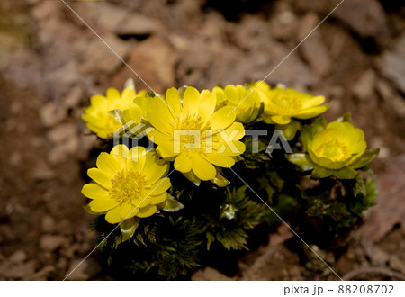 早春の山中に咲くフクジュソウ 88208702