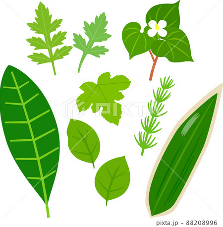 野草茶、薬草のイラストセット 88208996
