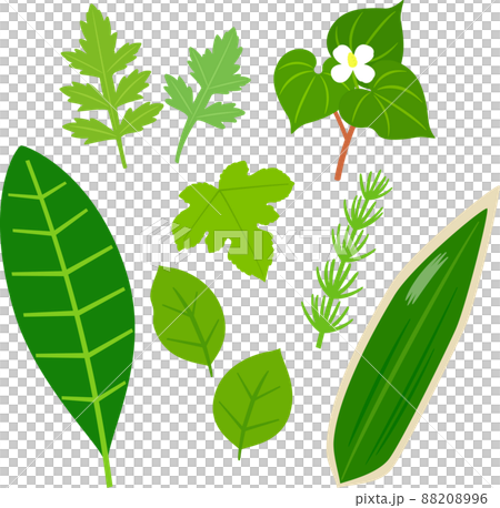 野草茶、薬草のイラストセット 88208996