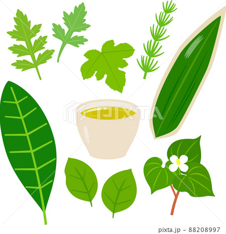 野草茶のイラストセット 野草茶のイラストセット 88208997