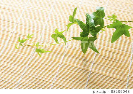 ツタの背景素材 ツタの背景素材 88209048