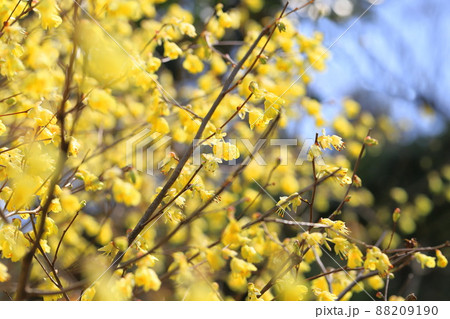 日向水木(ヒュウガミズキ)の花 日向水木(ヒュウガミズキ)の花 88209190