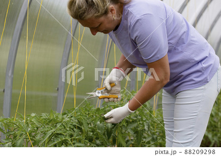 Woman processes tomatoes in the greenhouse, leaf pruning Woman processes tomatoes in the greenhouse, leaf pruning 88209298