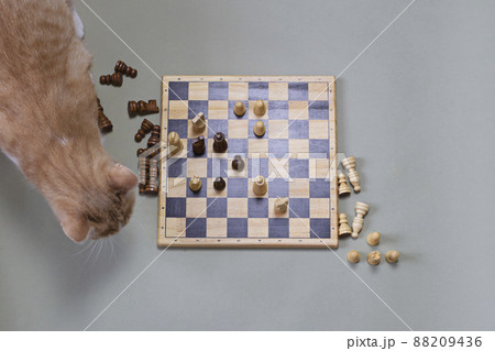 The cat plays with chess. A comic game of a cat in chess The cat plays with chess. A comic game of a cat in chess 88209436