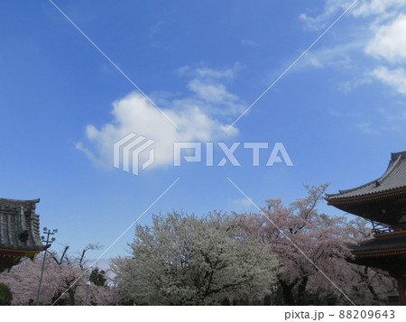 青空と池上本門寺のササベザクラ 88209643