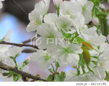 東京都大田区池上本門寺のササベザクラ 88210196