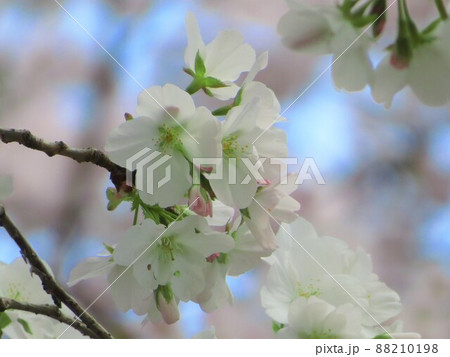 東京都大田区池上本門寺のササベザクラ 東京都大田区池上本門寺のササベザクラ 88210198
